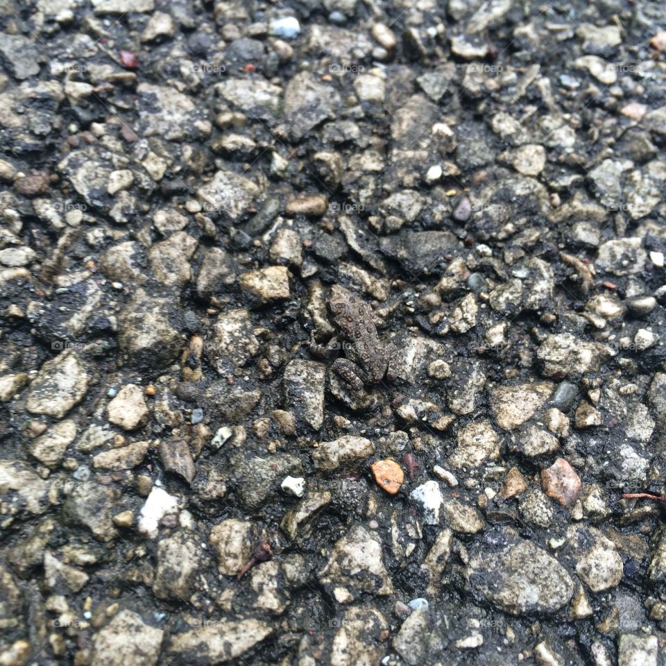 New Toad on the Trail