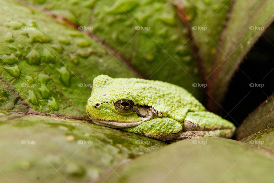 Awesome Tree Frog