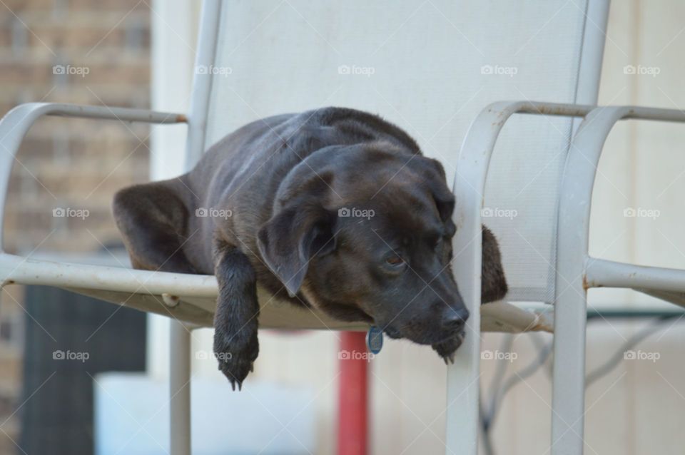 Dog sitting in the patio chair