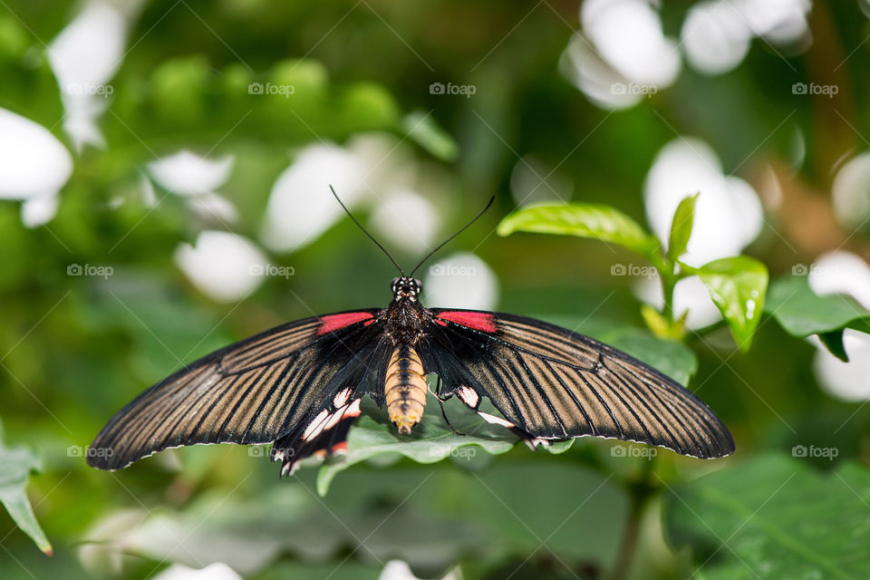 baterfly in the garden on green shrubs,  close-up, selective focus, blurred background