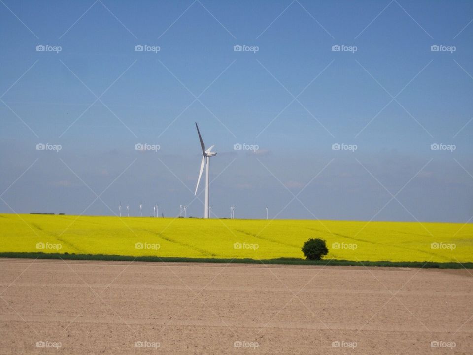 Yellow fields