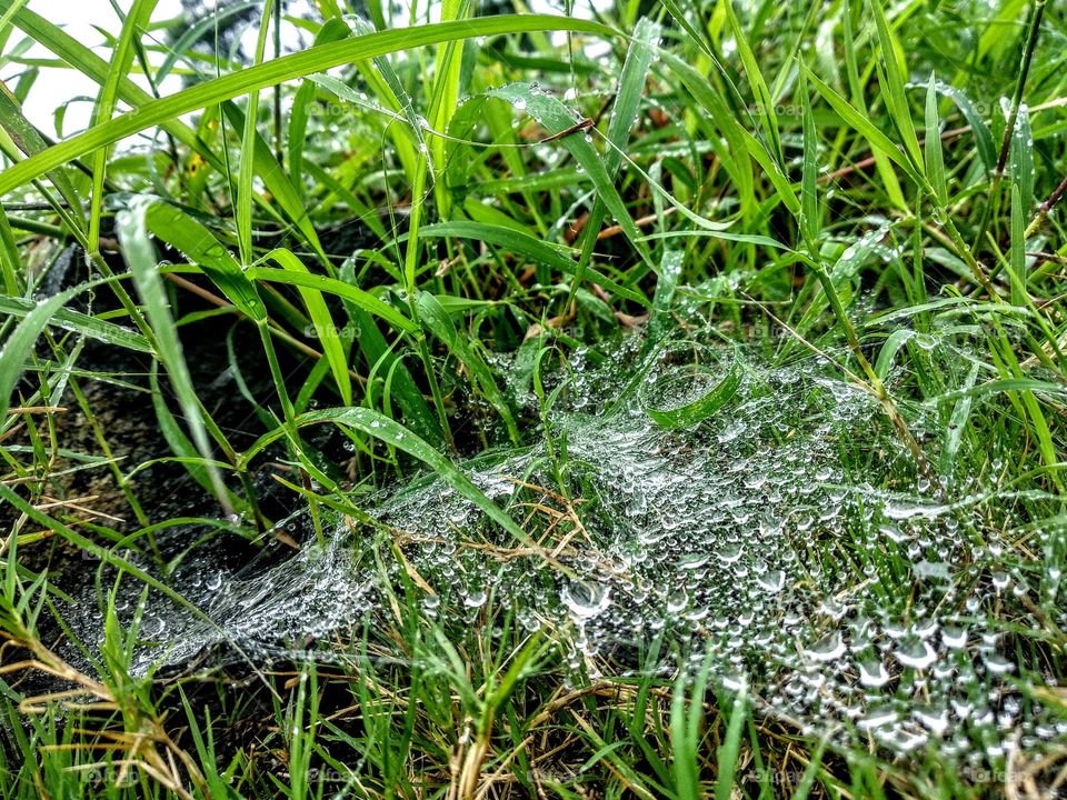 Spider web over grass and Aspen water wow it's my best
