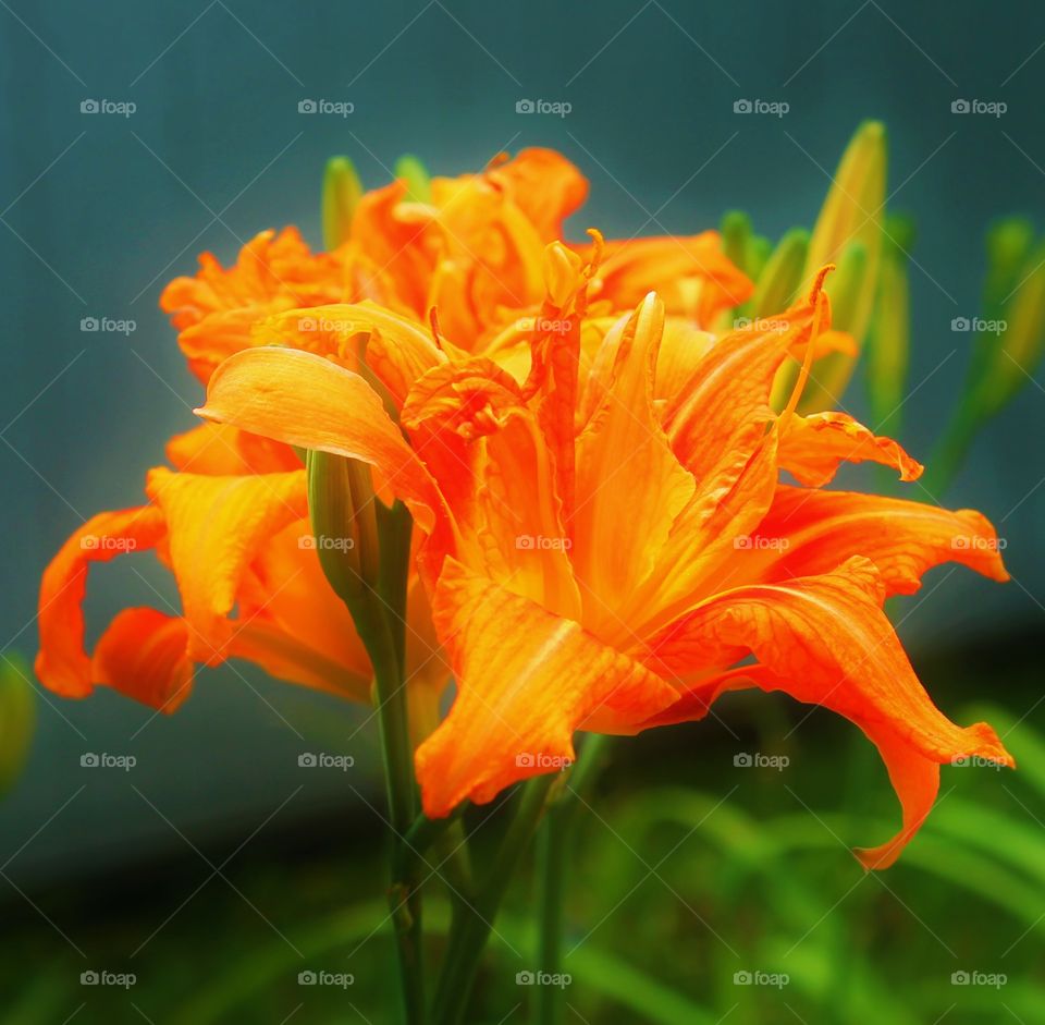 Close-up of a blooming orange flower