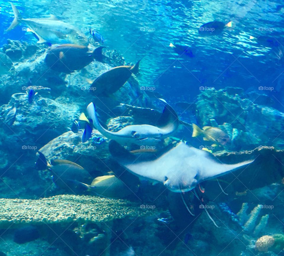 The Aquarium of the Pacific in Long Beach, California 