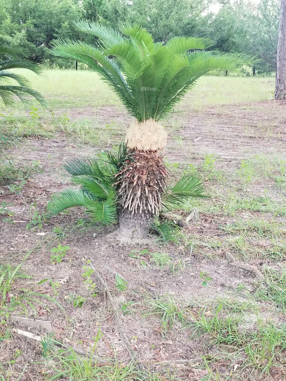 beautiful palm