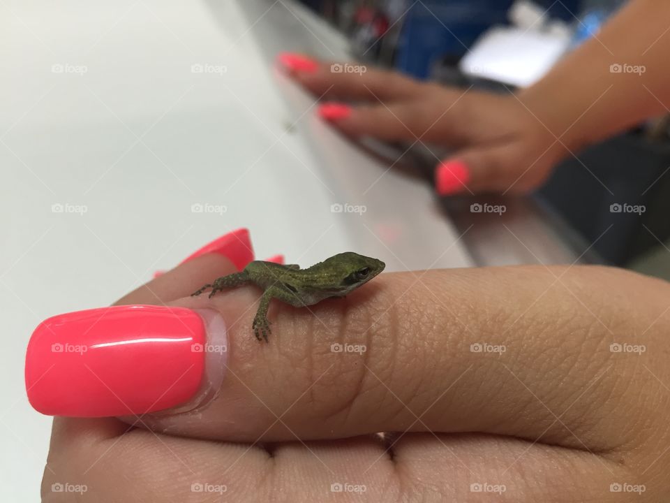 Baby lizard . Found this baby in our garage. He is so cute
