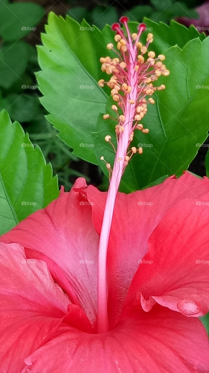 Close-up of hibiscus flower