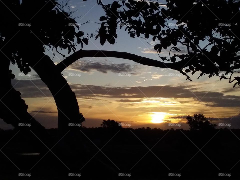 sunrise with tree silhouetted in foreground
