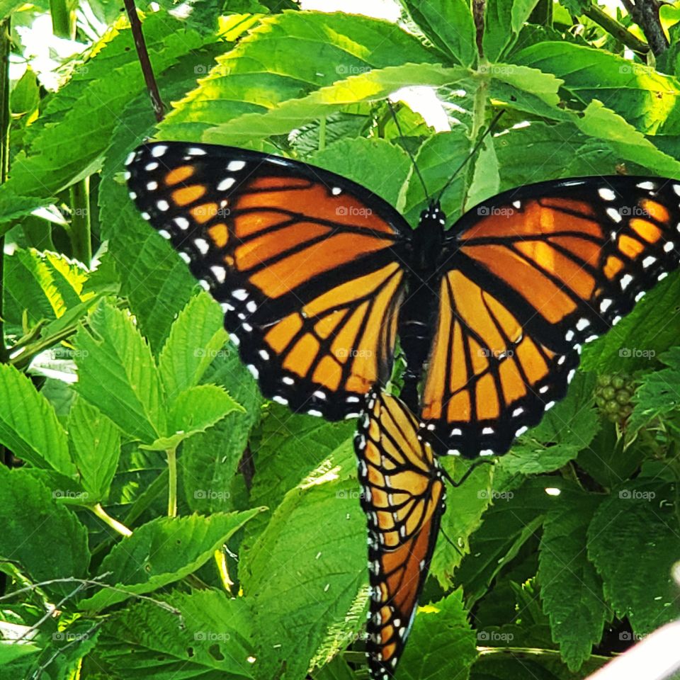 mating butterflies
