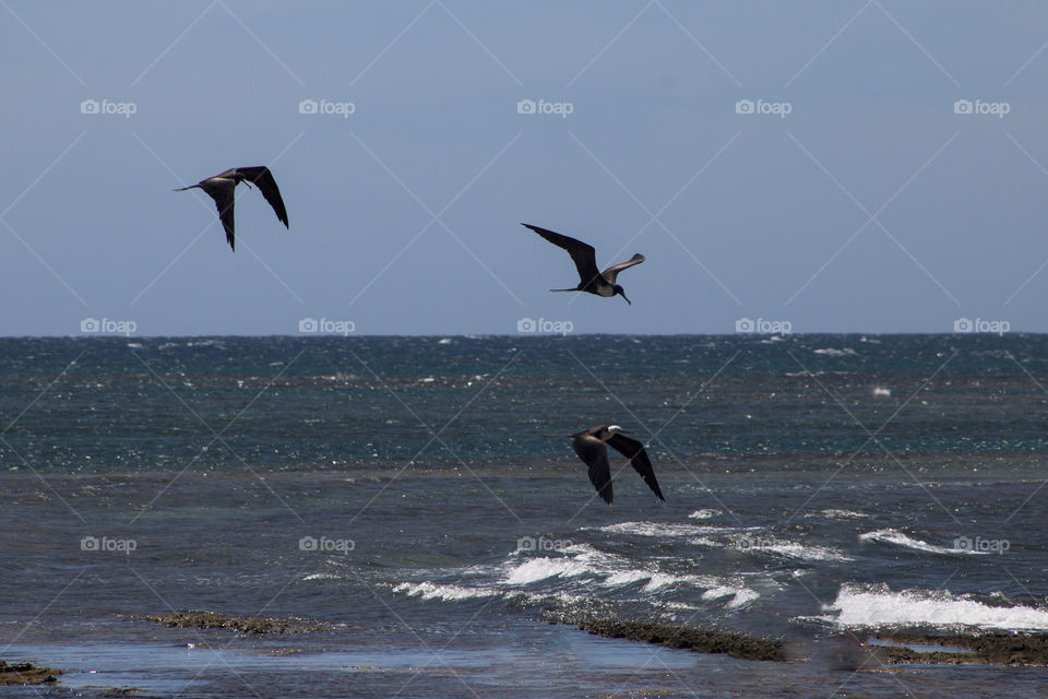 Seagulls