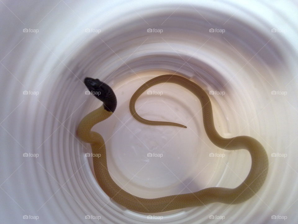 hatchling snake. found a snake in my dried up pool. dont know what type and dont worry i released it back to its habitat