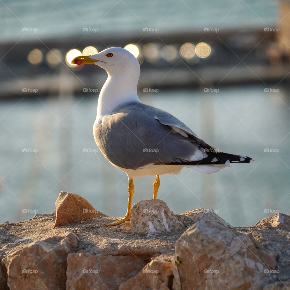 Seagull 