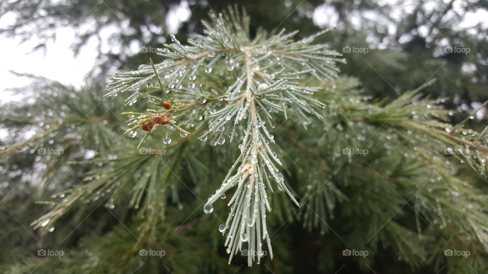 Close-up of wet tree branch