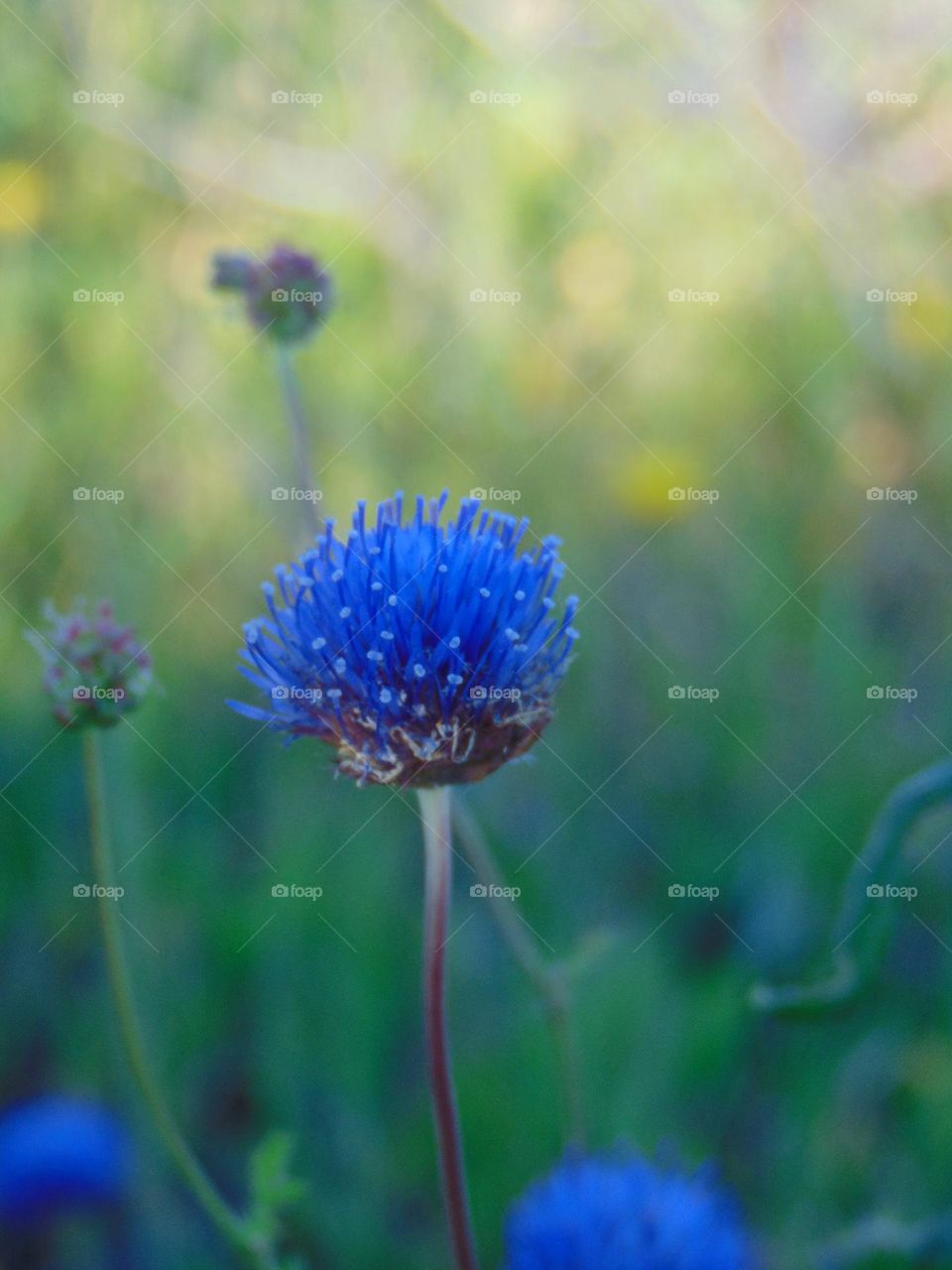Blue Jasione in evening light