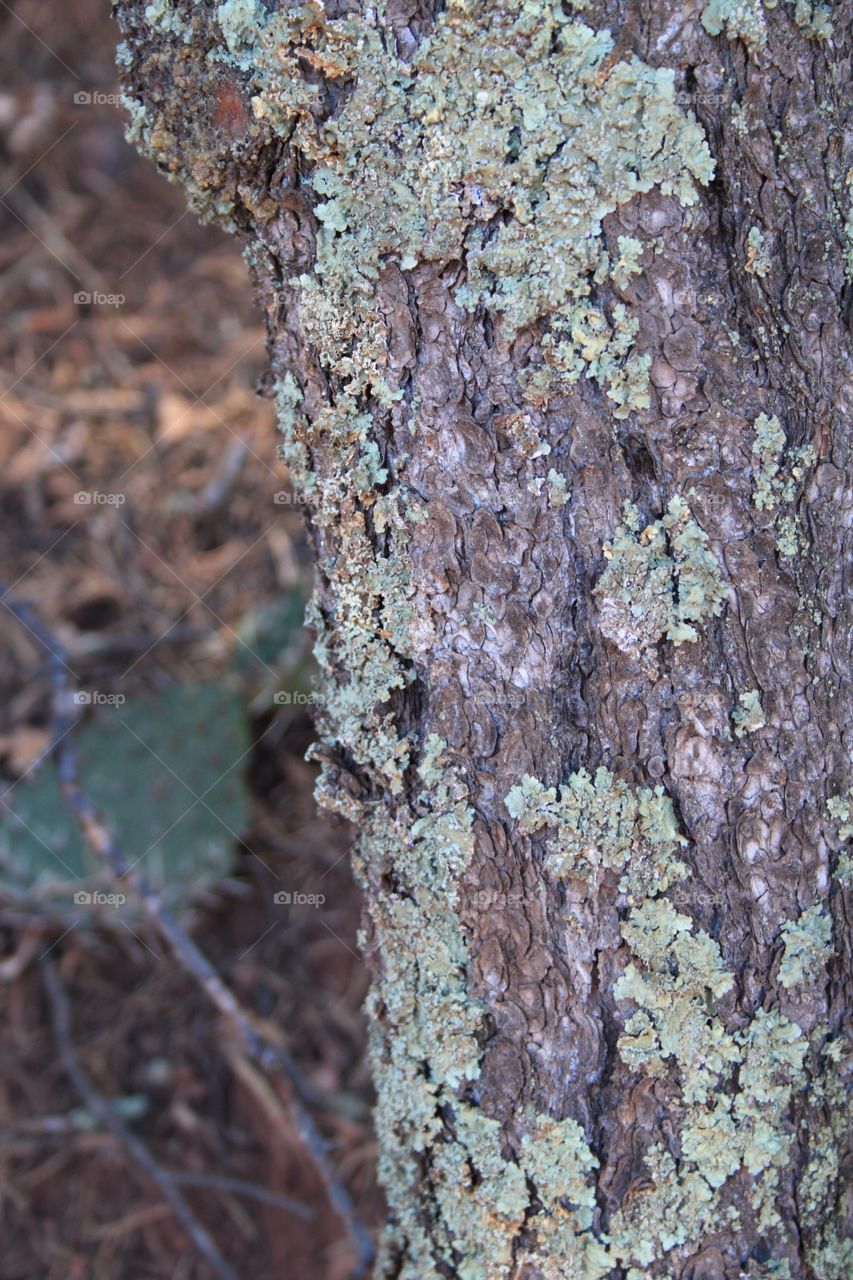 A tree in the forest