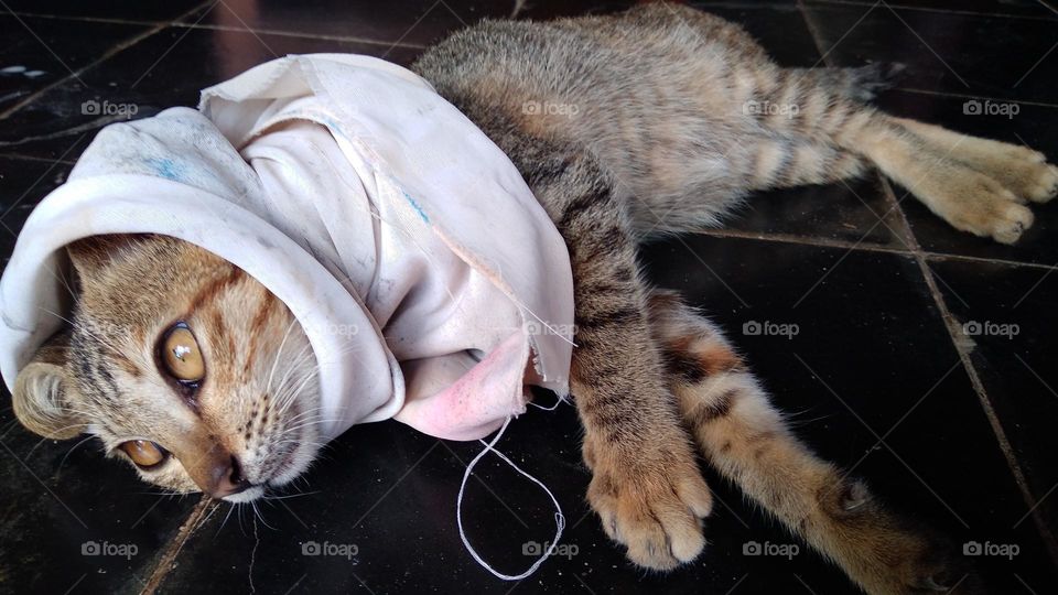 A cute kitten with a cloth on its head makes it adorable