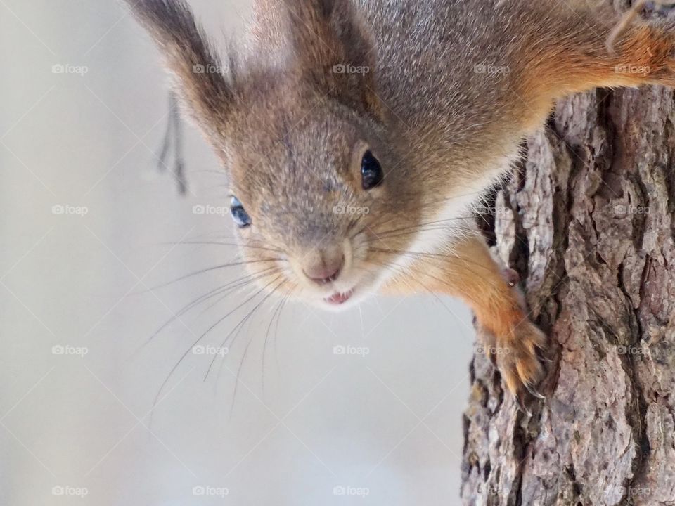 Squirrel
