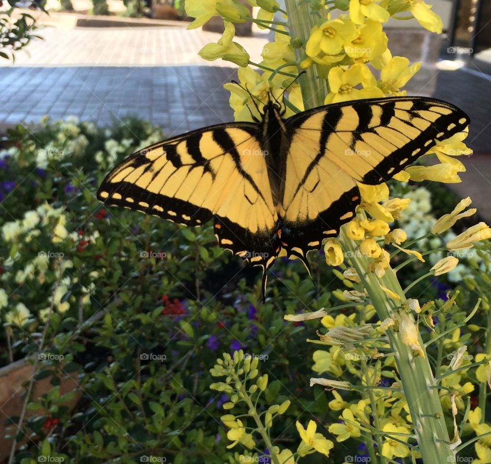 Tiger Swallowtail