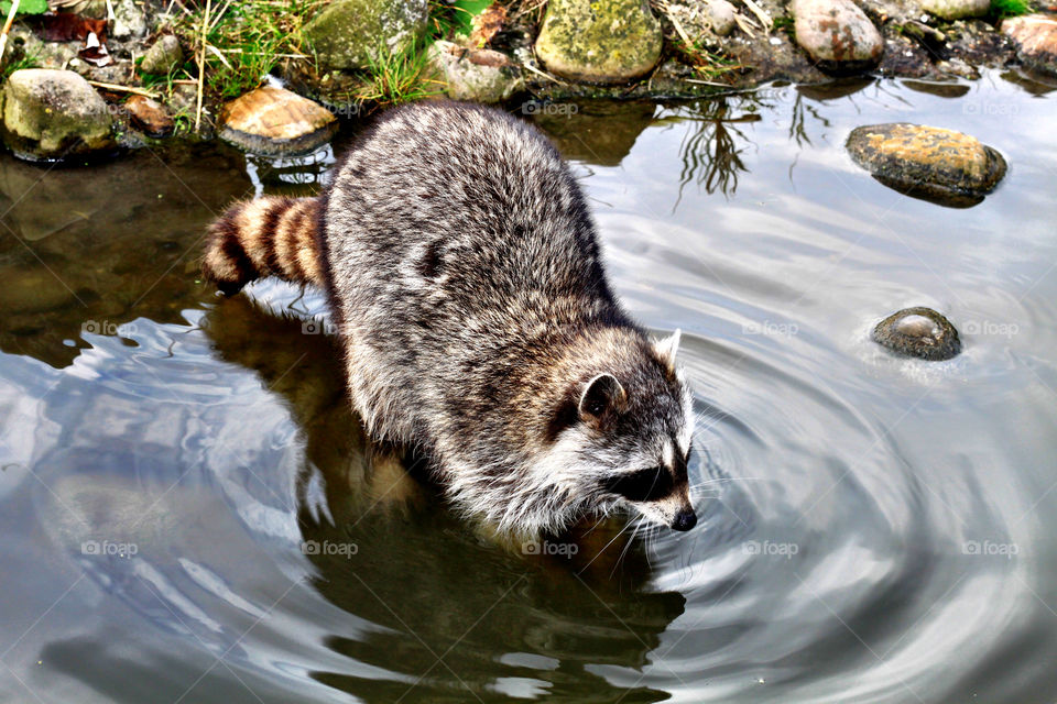 Closeup raccoon in water