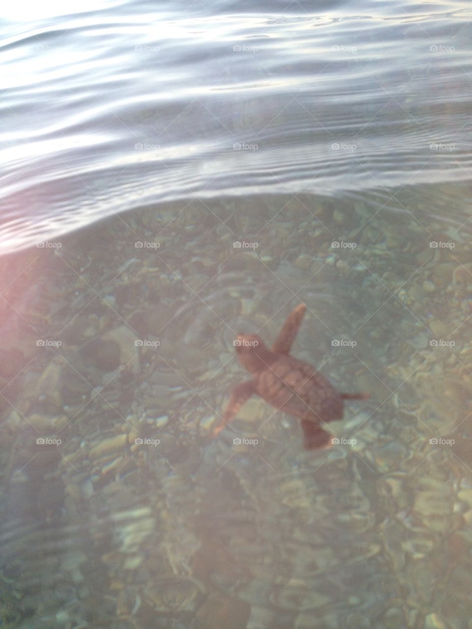 Baby turtle 