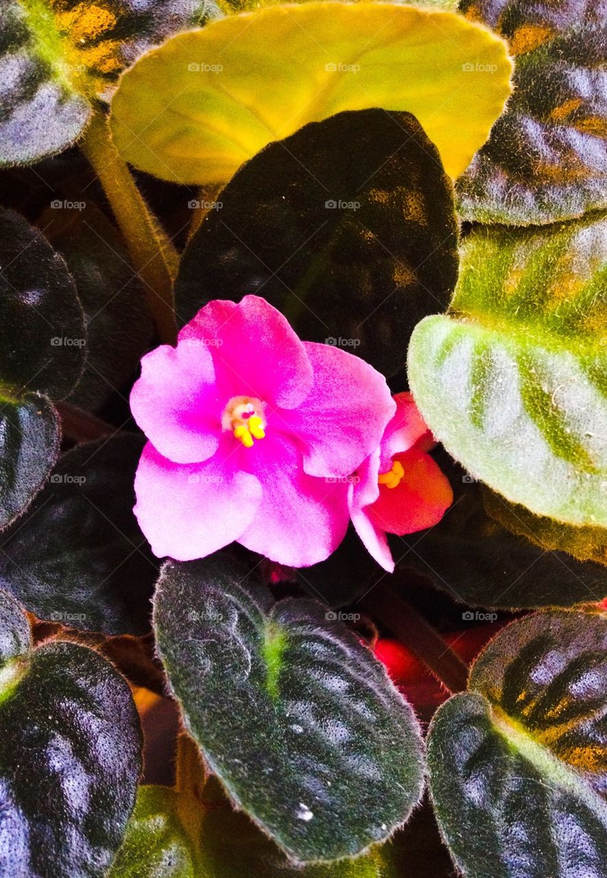 African violet 