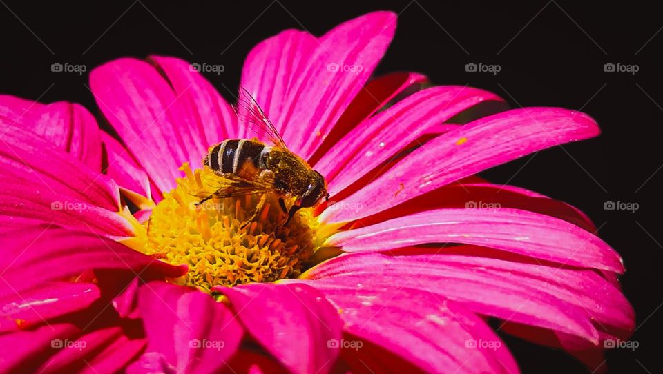 bee on a chrysanthemums