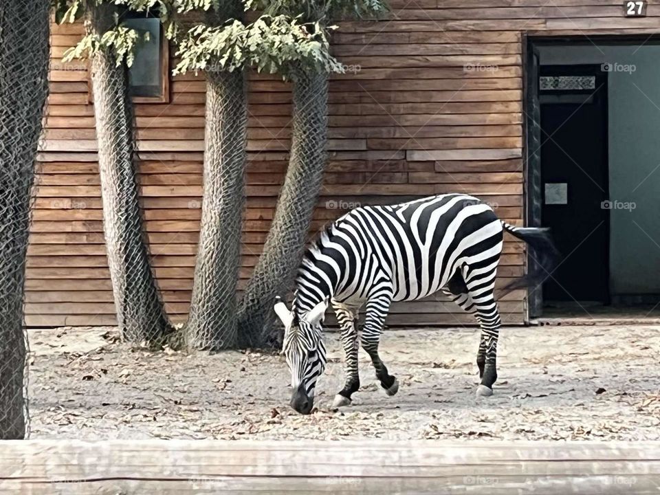 zebra