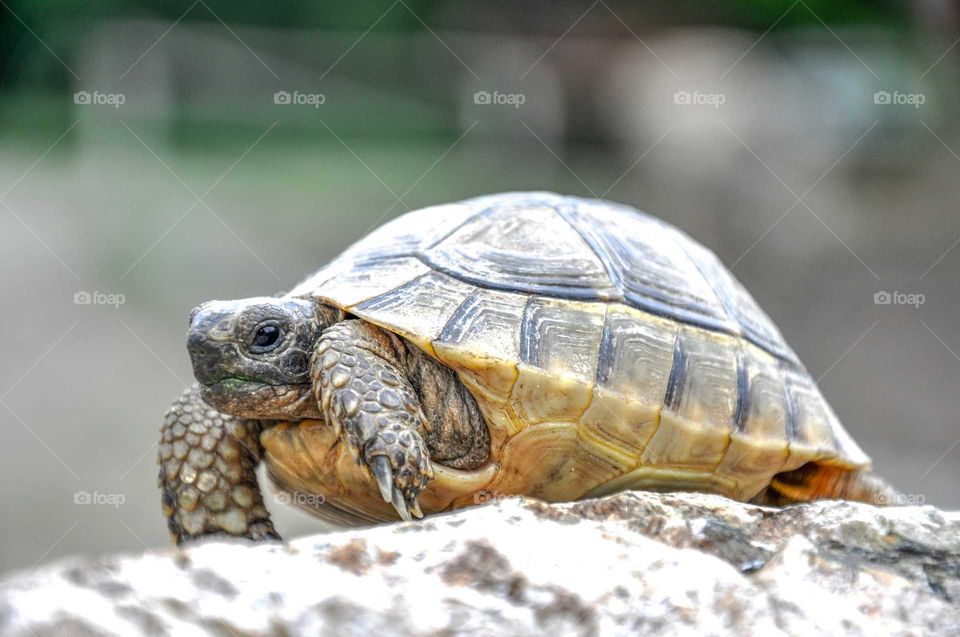 Turtle, Tortoise, Reptile, Shell, Slow