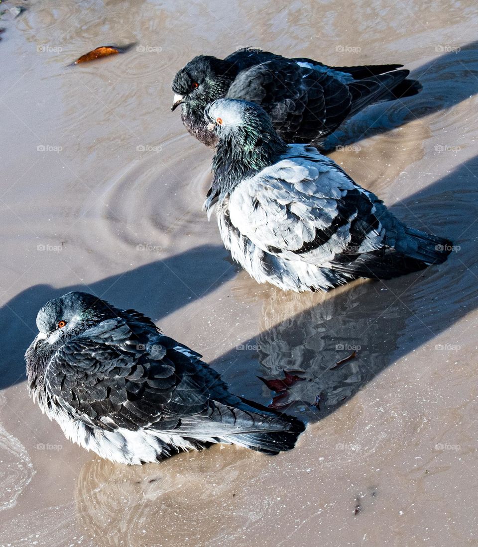 Bird bath in a puddle