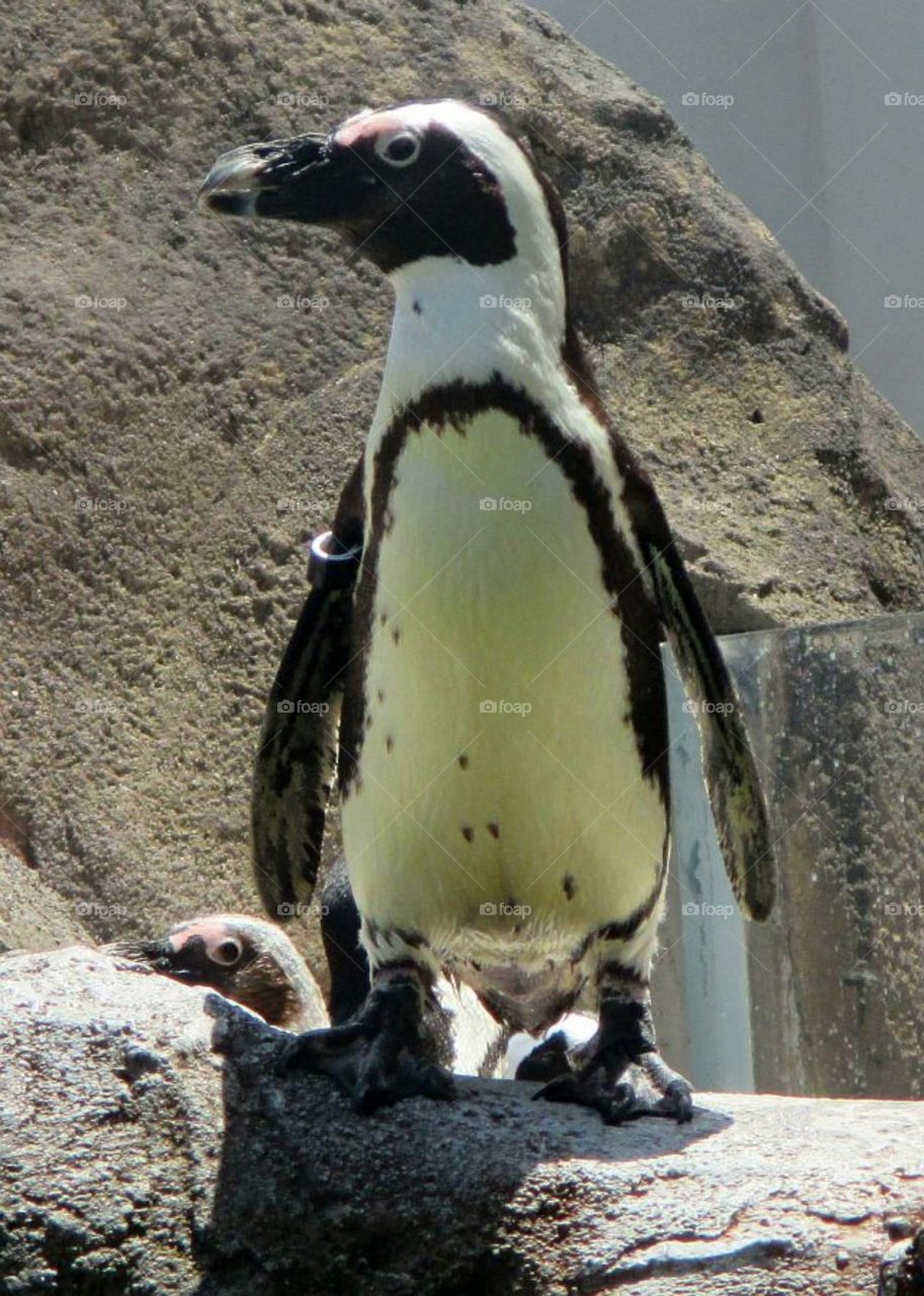 penguin standing on a rock