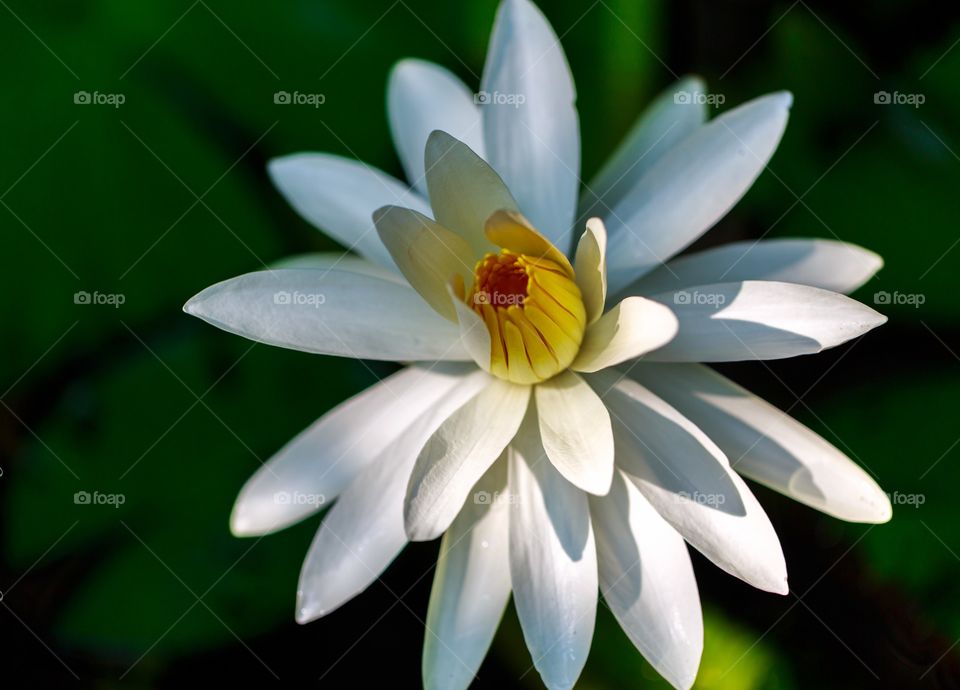 Indian white lotus, national flower of India
