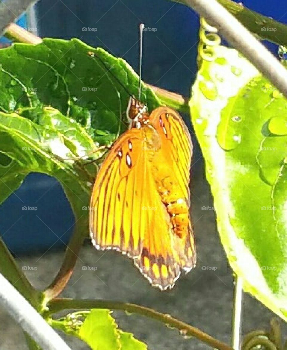 Flutterby  Butterfly