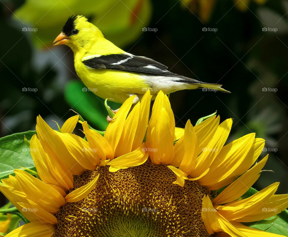American Goldfinch Bird On A Sunflower In My Garden