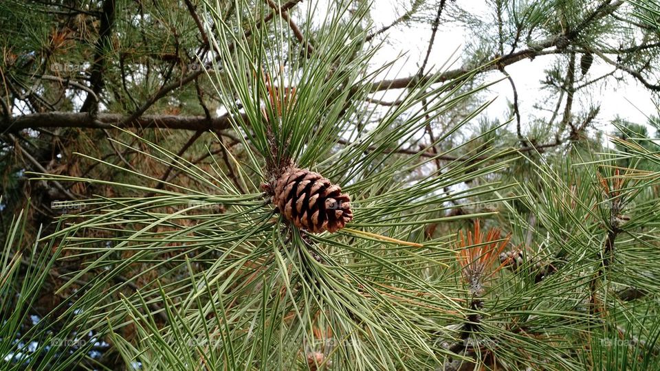 pinecone