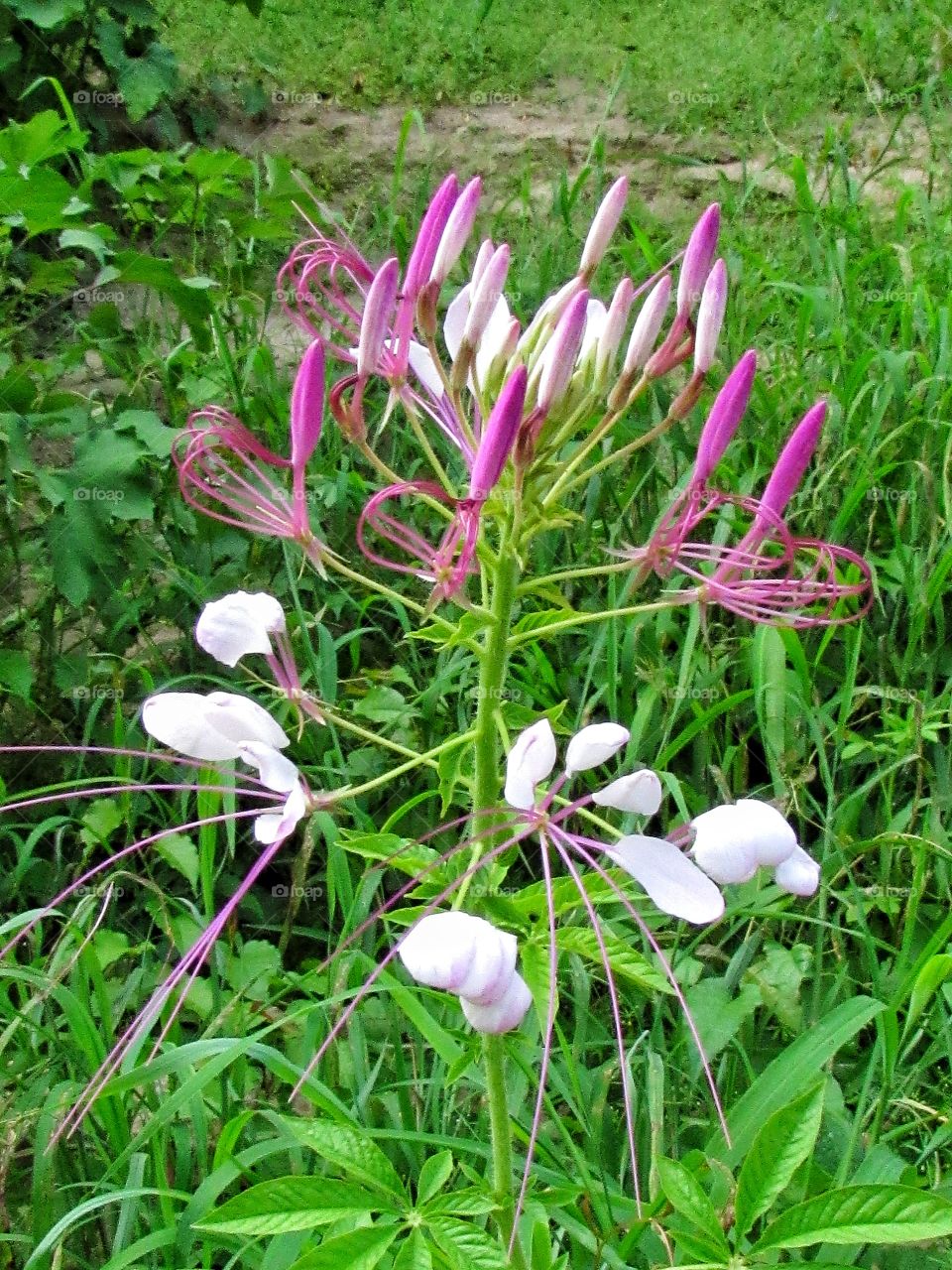 purple and white wildflowers