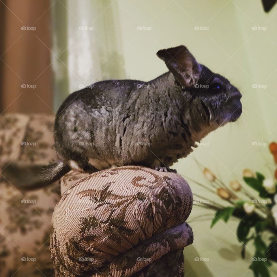 Chinchillas