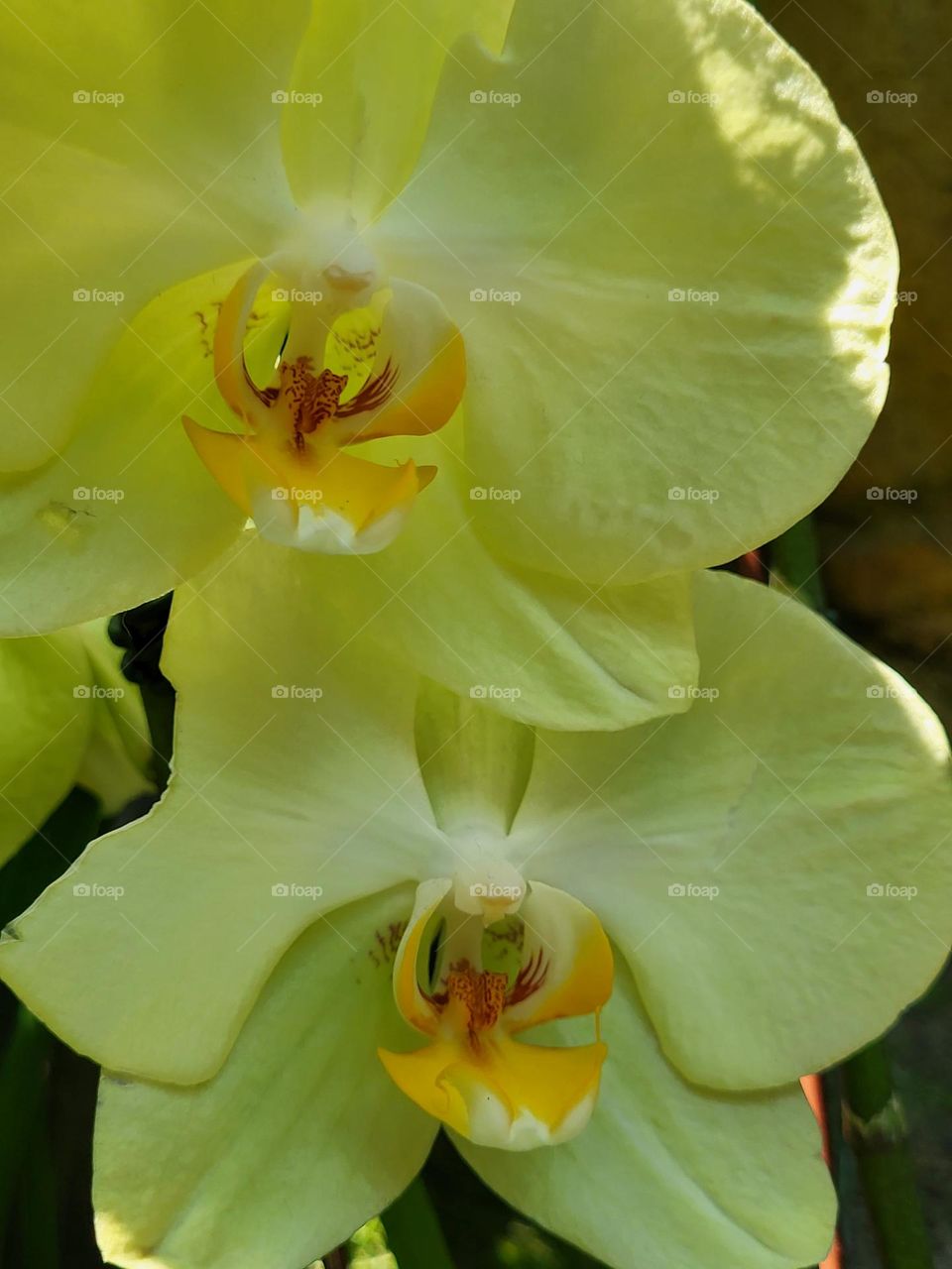 Two yellow flowers