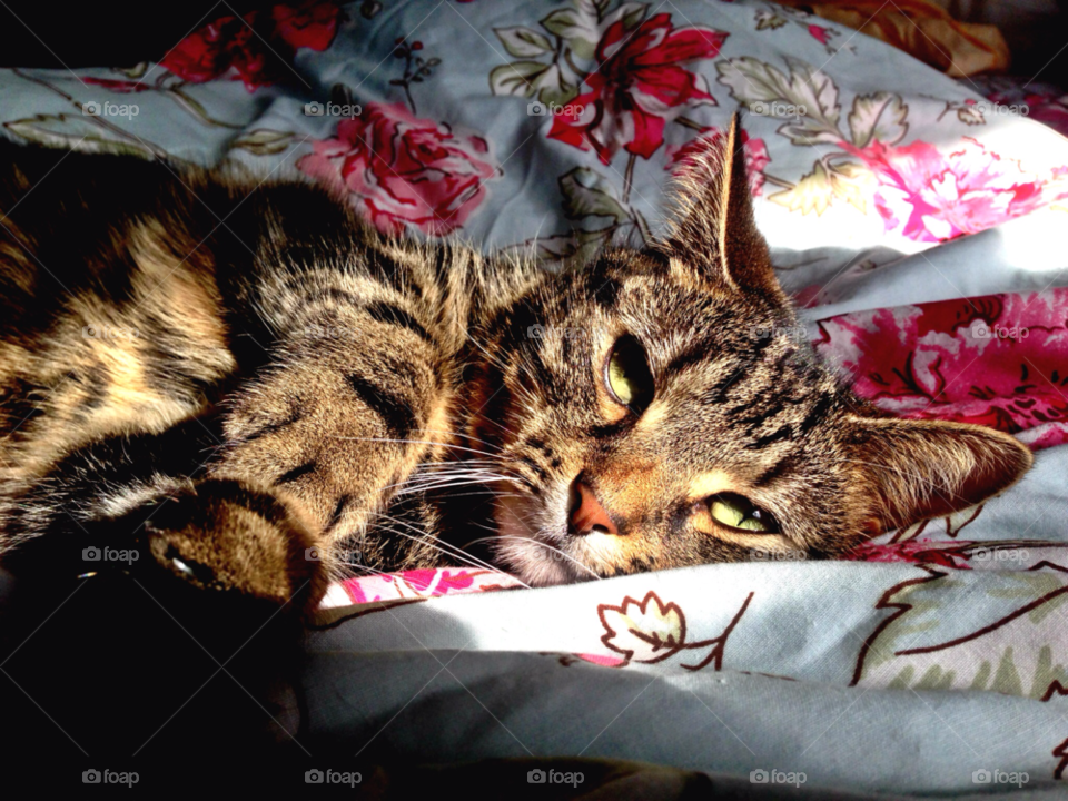 cat ears paw feline by bigcarp