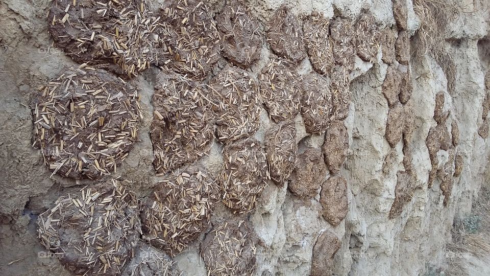 cowdung cake drying on wall for fuel
