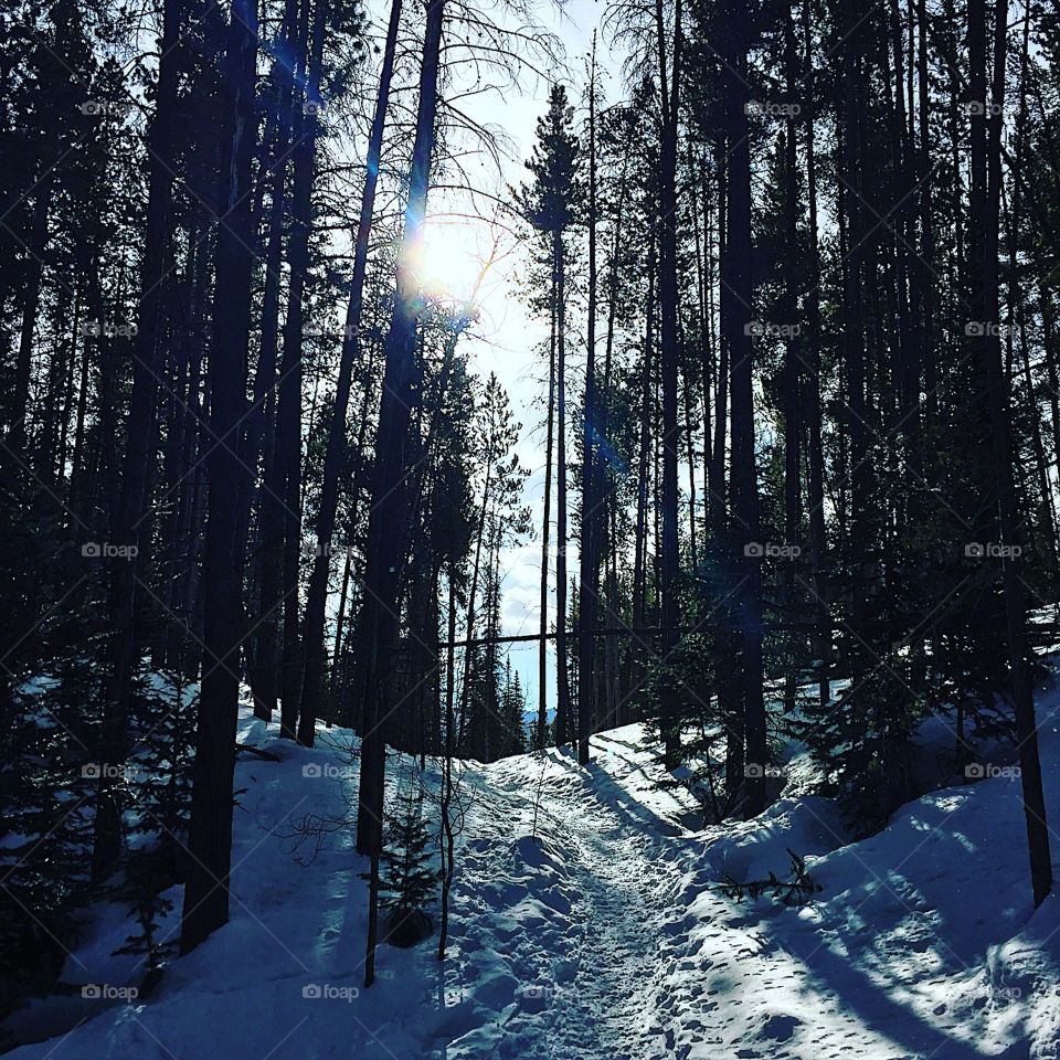 Gorgeous run this morning up Buffalo Mountain 