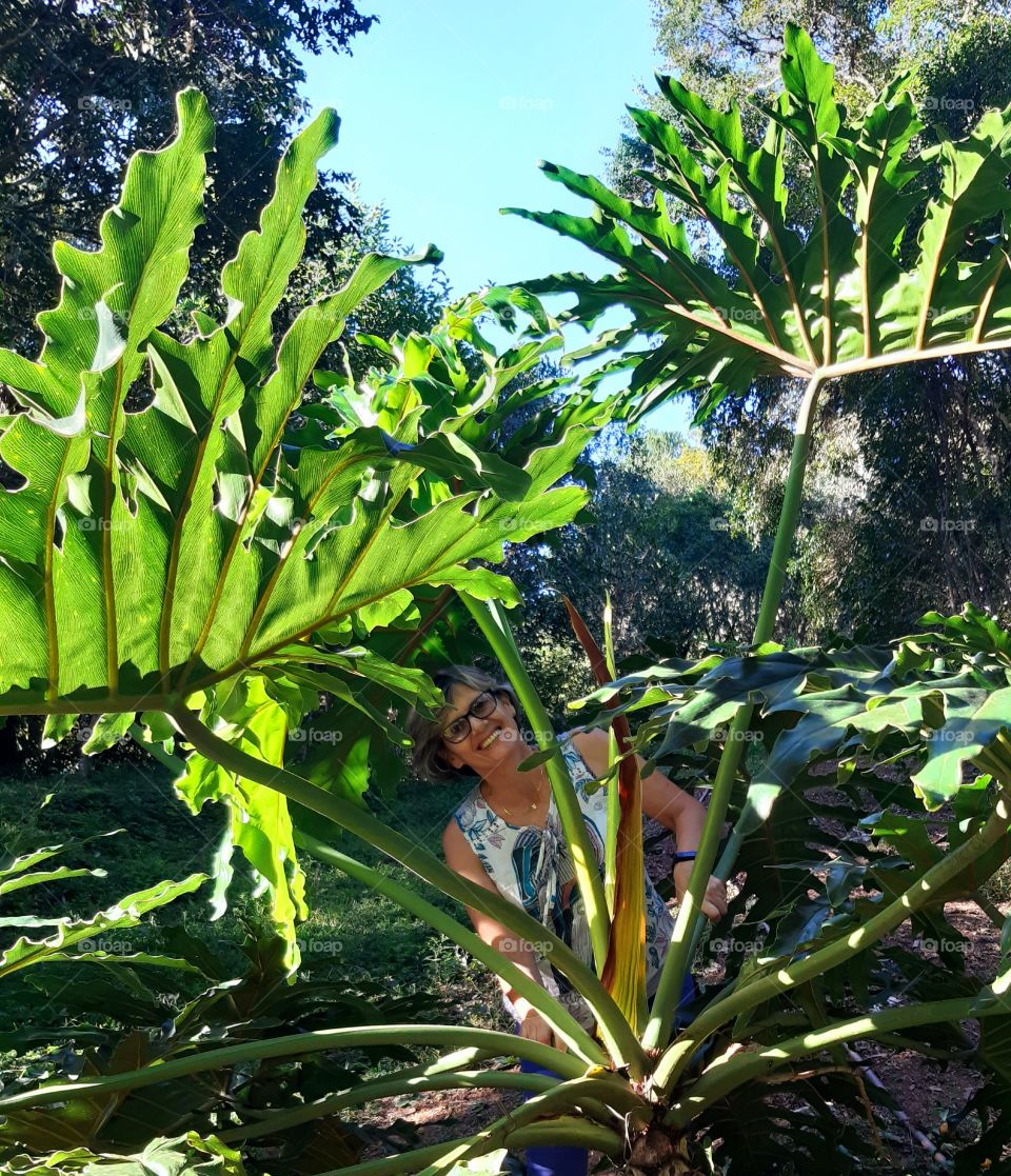 Uma planta vigorosa, vistosa de folhas recortadas com capricho