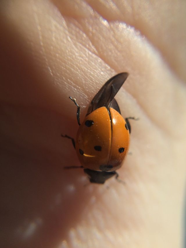 Lady bug