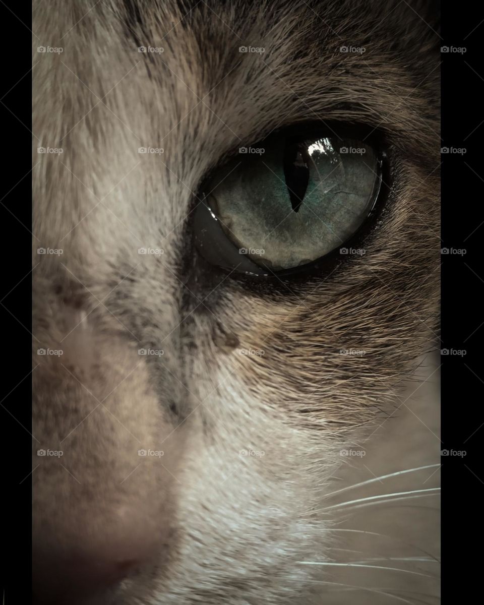 Cats eye