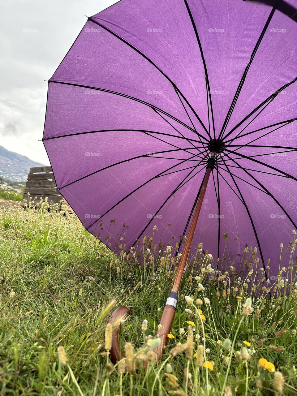 Rain#day#umbrella#nature