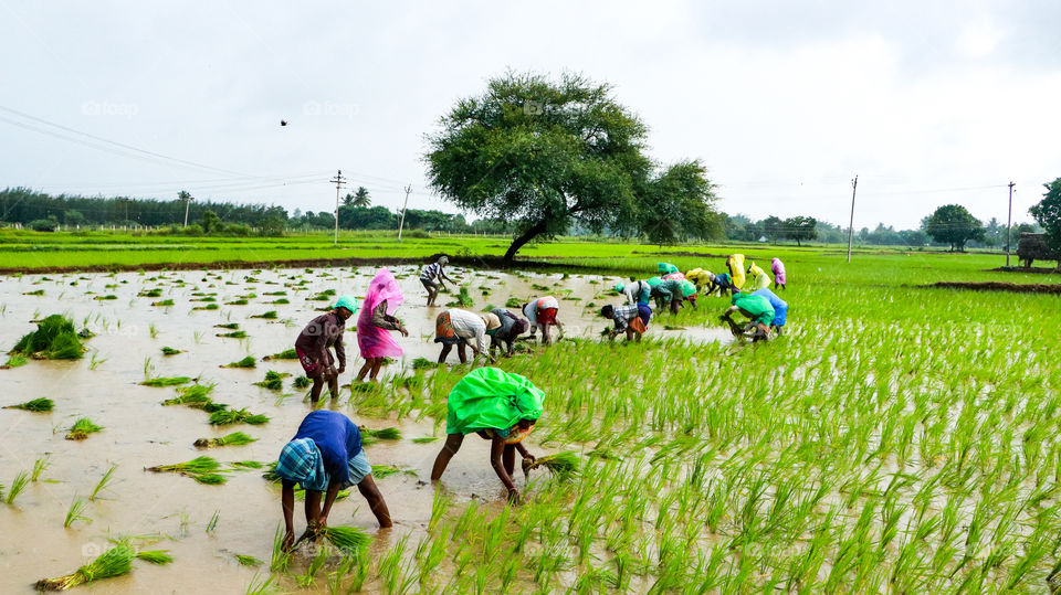 A Soulfull story of poor agriculturing womens who is transplanting the rice...#Agriculture
