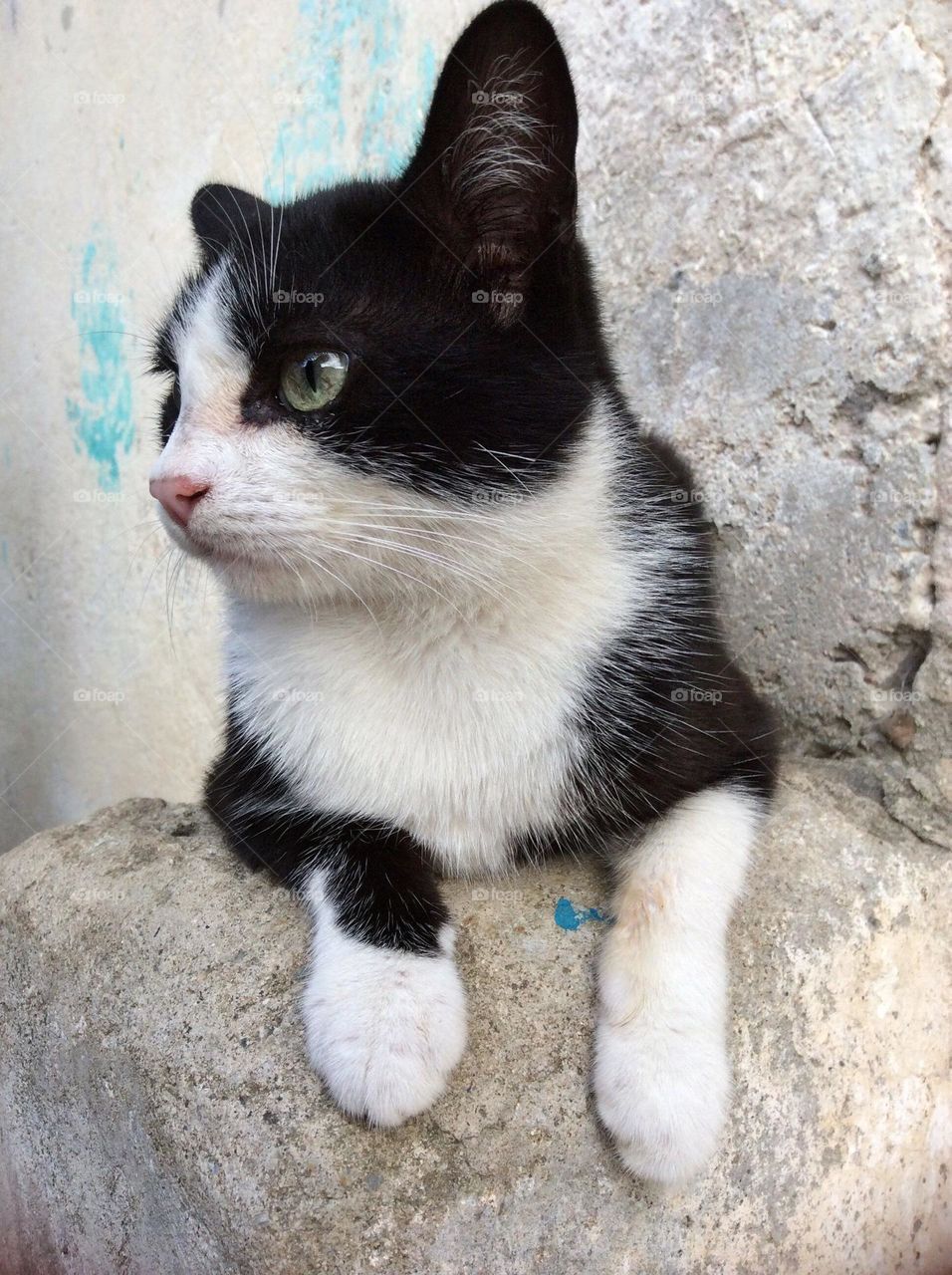 Beautiful cat. Model