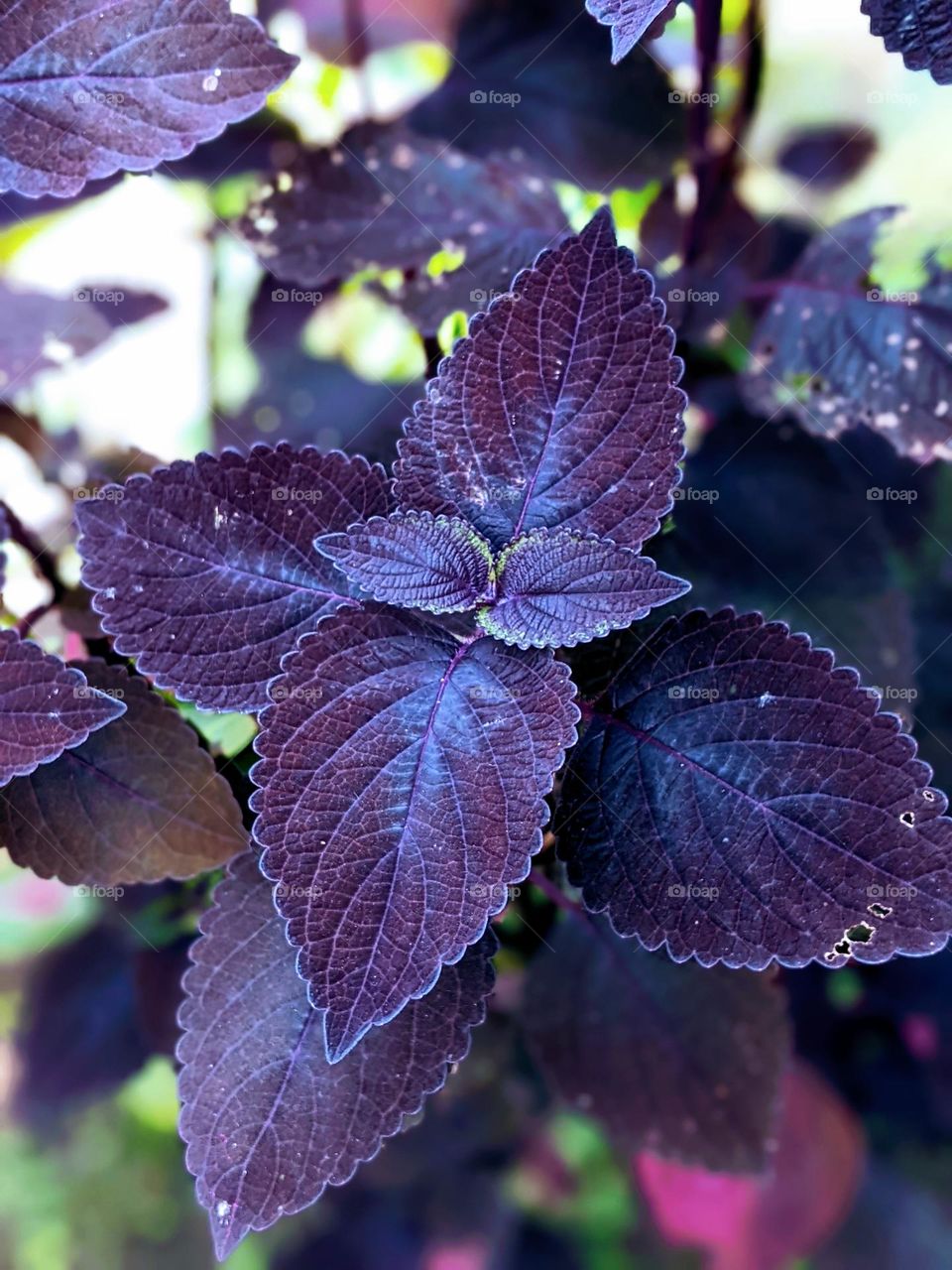 purple leaves🍂