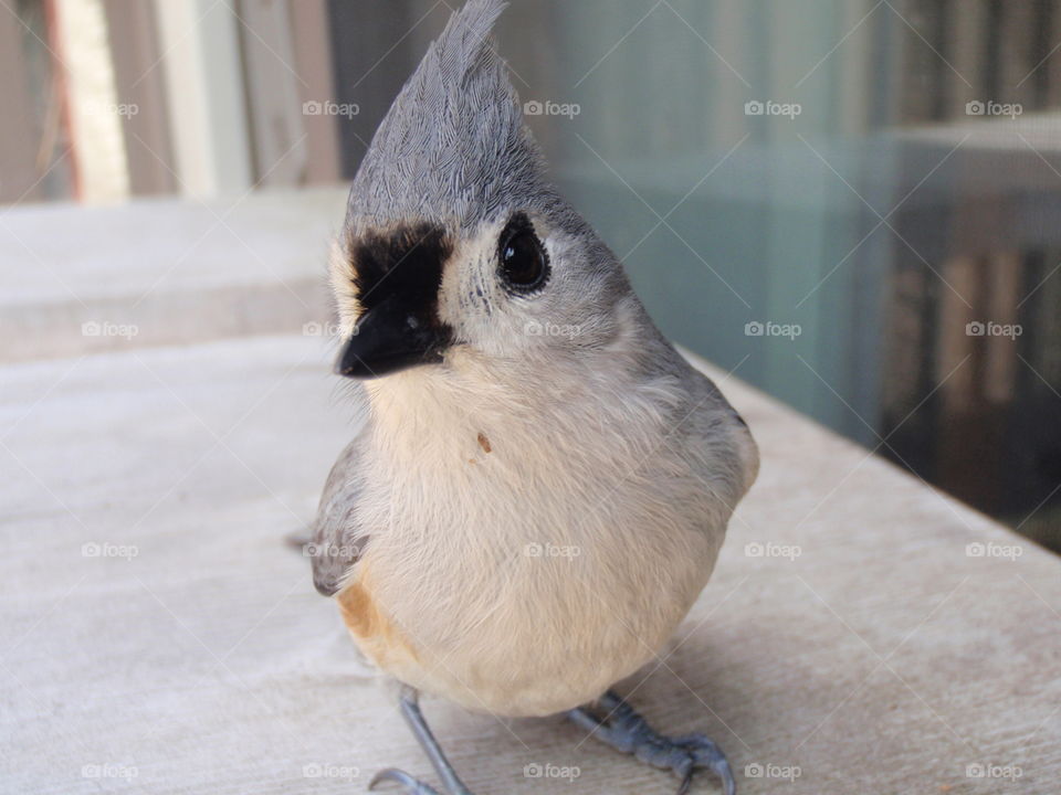 Tufted titmouse . Inquisitive tufted titmouse checking you out