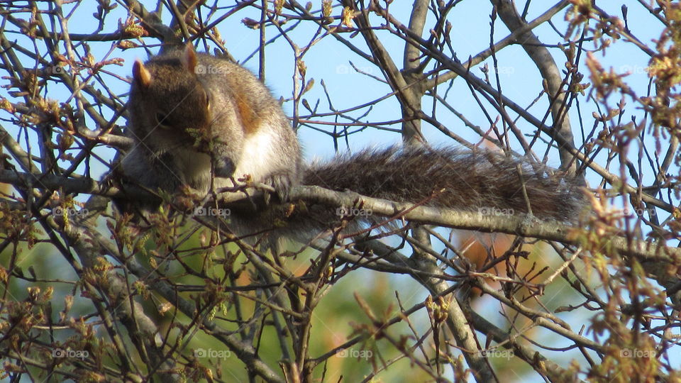 Eastern gray Squirrel in a tree