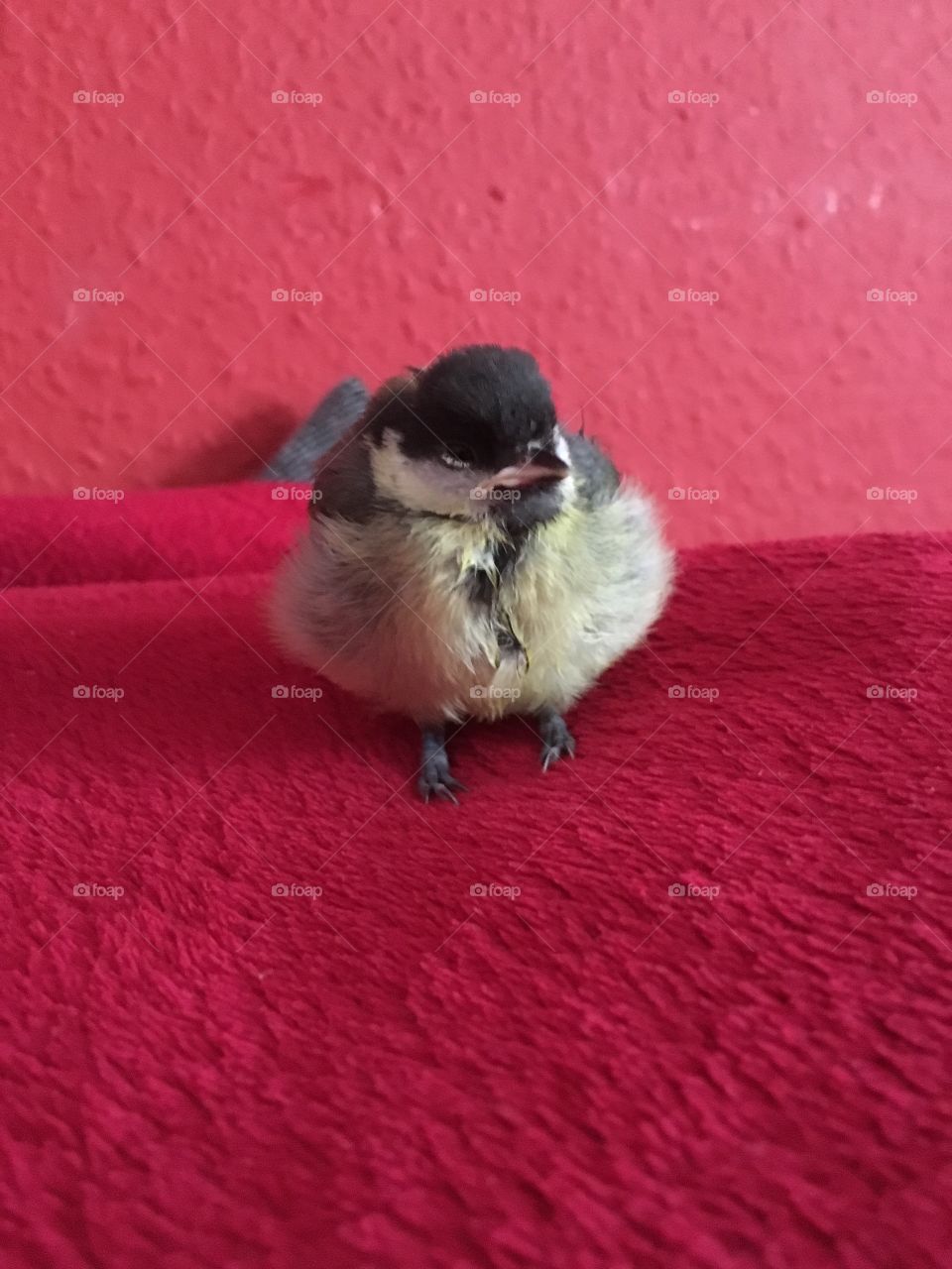 Young titmouse